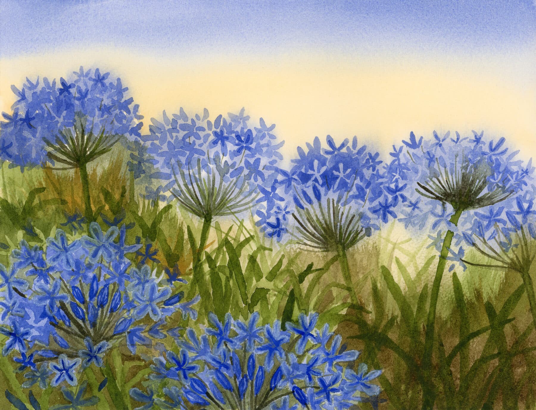 Watercolor painting of Lily of the Nile
