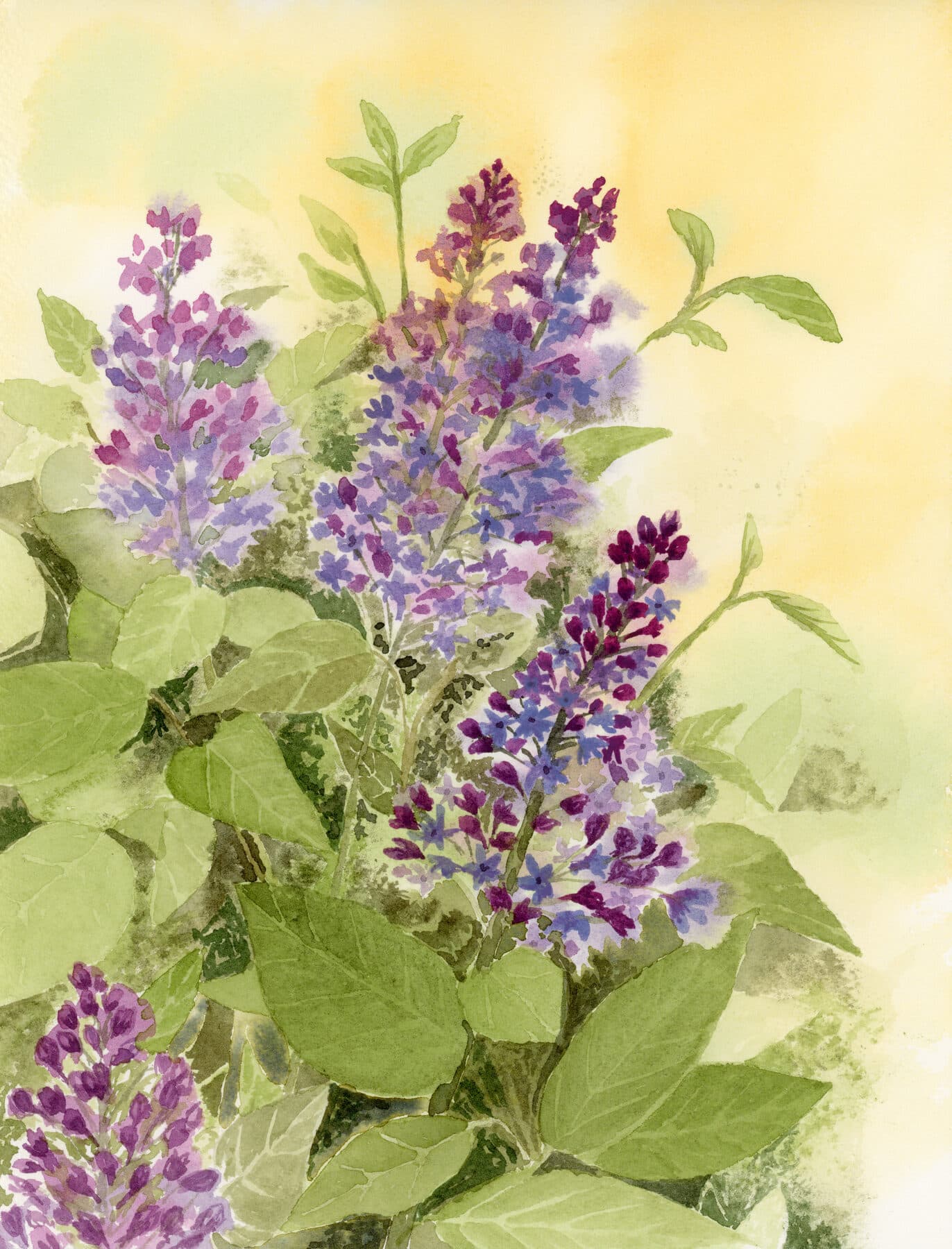 Watercolor painting of Lilacs on yellow