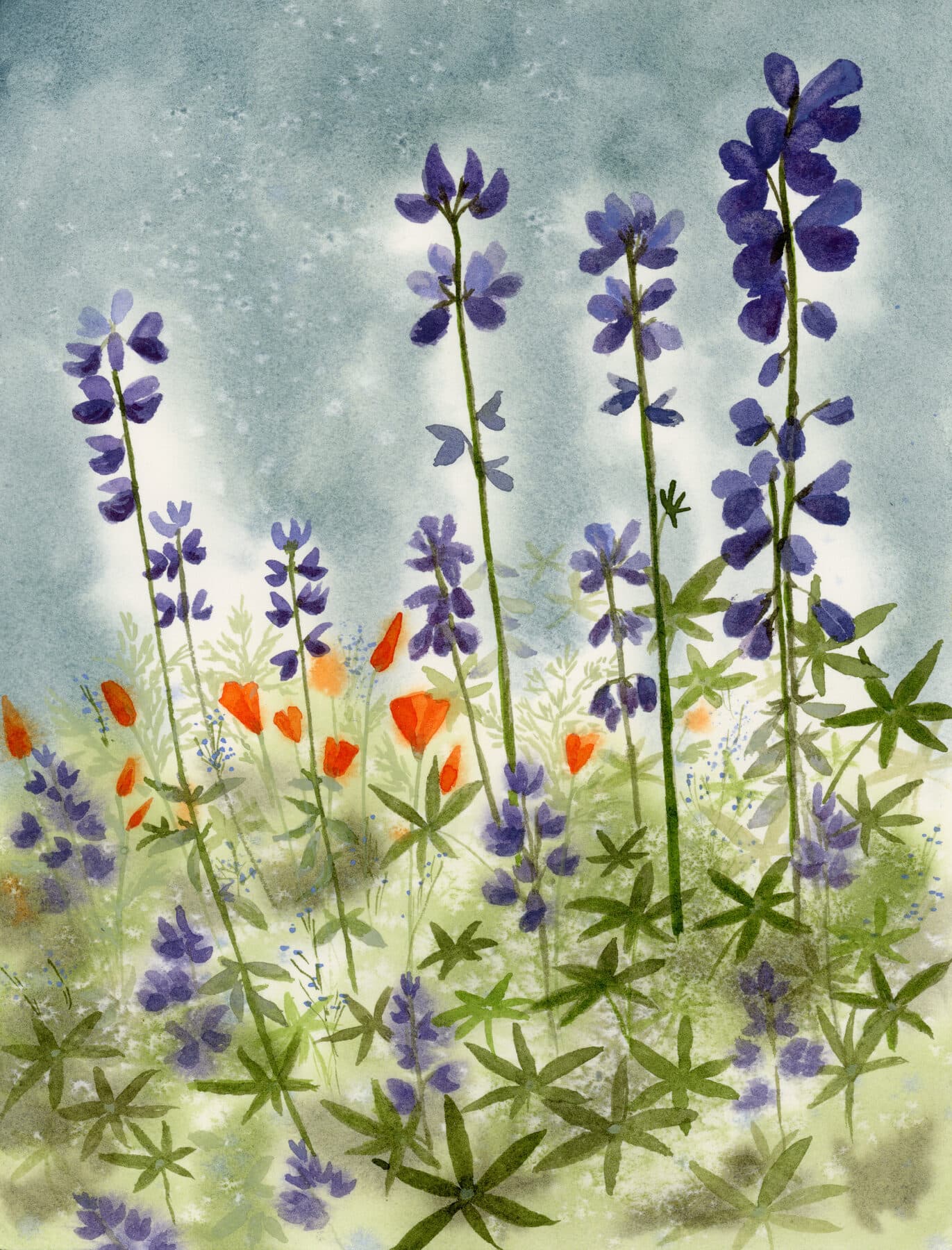Watercolor painting of Lupine and Poppies