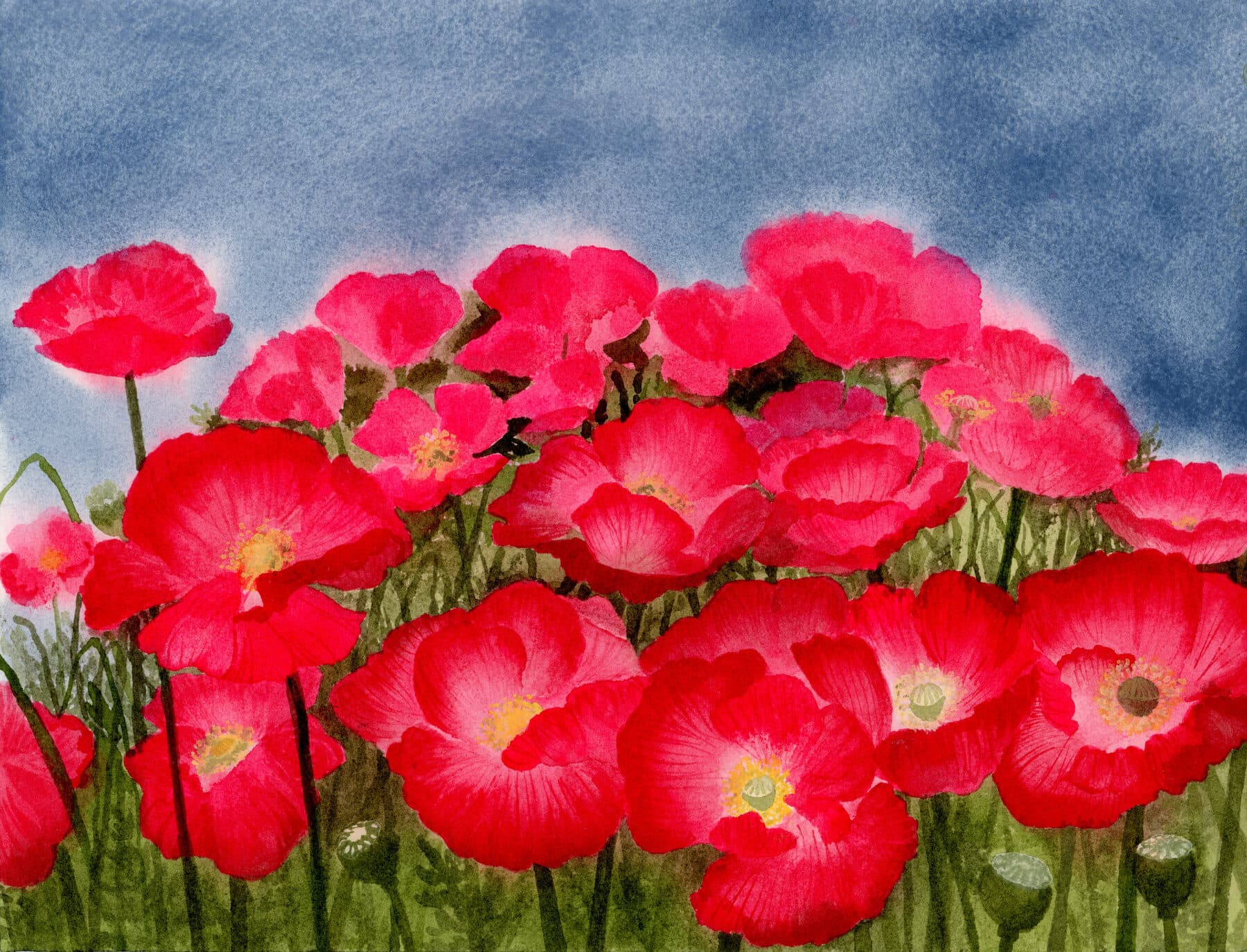 Watercolor painting of Poppies